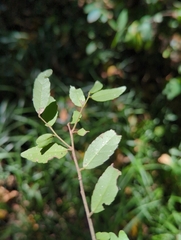 Ilex vomitoria