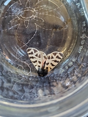 Apantesis nevadensis