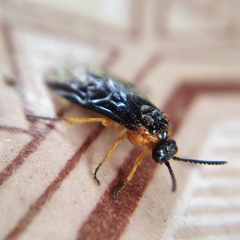 Perreyia lepida