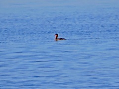 Podiceps grisegena