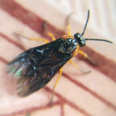 Perreyia lepida
