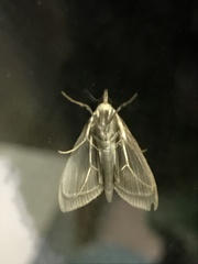 Pyraloidea