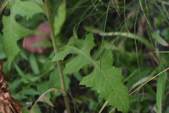 Lactuca biennis