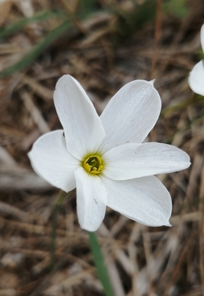 Autumn Narcissus