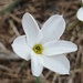 Narcissus serotinus - Photo (c) David Pereira, μερικά δικαιώματα διατηρούνται (CC BY-NC), uploaded by David Pereira