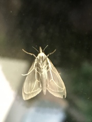Pyraloidea