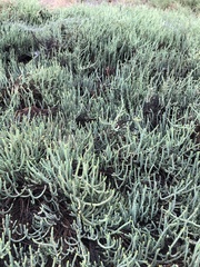 Arthroceras subterminale