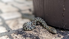 Hemorrhois hippocrepis