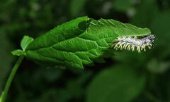 Polygonia comma