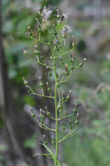 Lactuca biennis