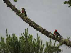 Melanerpes flavifrons