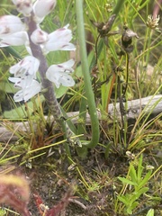 Lachenalia contaminata