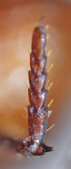 Paracorythoderus marshalli