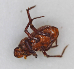 Paracorythoderus marshalli
