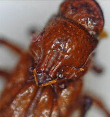 Paracorythoderus marshalli