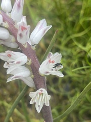 Lachenalia contaminata