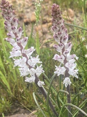 Lachenalia contaminata