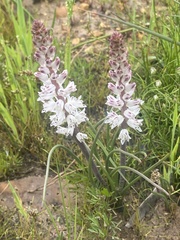 Lachenalia contaminata