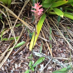 Sacoila lanceolata
