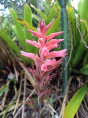 Sacoila lanceolata