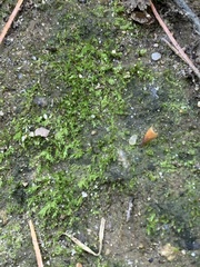 Ptychostomum imbricatulum