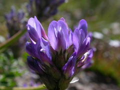 Astragalus leontinus