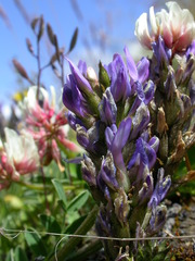 Astragalus leontinus