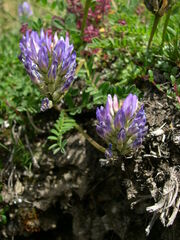 Astragalus leontinus