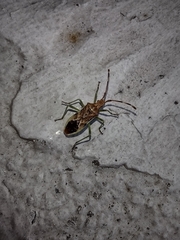 Gonocerus juniperi