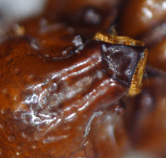 Paracorythoderus marshalli