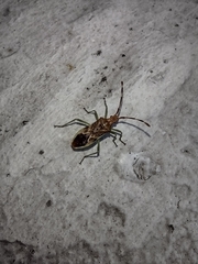 Gonocerus juniperi