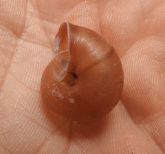 Euomphalia strigella