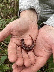 Pseudotriton ruber