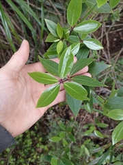 Pittosporum cornifolium