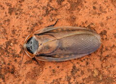 Blattodea