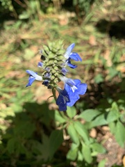 Salvia azurea