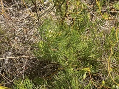 Serruria inconspicua