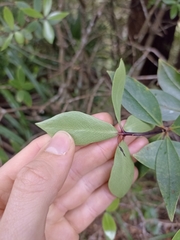 Pittosporum cornifolium