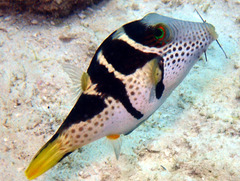 Canthigaster valentini