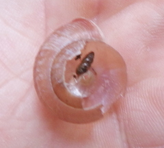 Euomphalia strigella