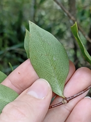 Pittosporum cornifolium