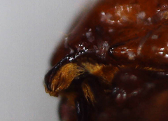Paracorythoderus marshalli