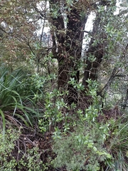 Pittosporum cornifolium