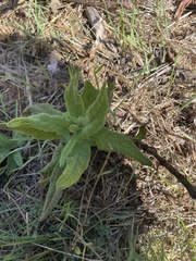 Salvia spathacea