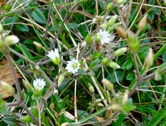 Cerastium fontanum