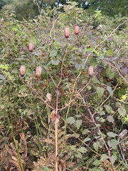 Lilium canadense