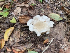 Amanita bisporigera