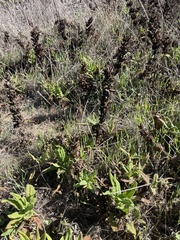 Salvia spathacea