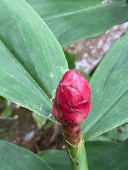 Costus spiralis
