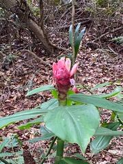 Costus spiralis